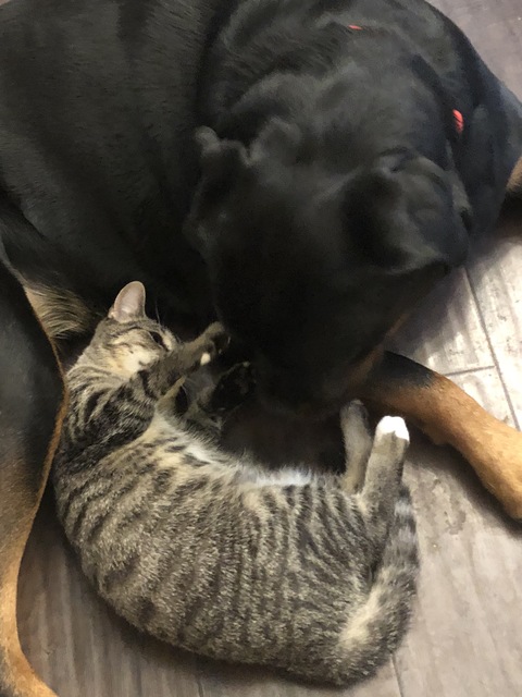 Breast Cancer Topic Dogs And Cats Best Friends