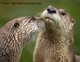 otter