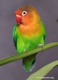 agapornis
