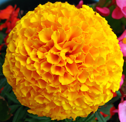 margaritams