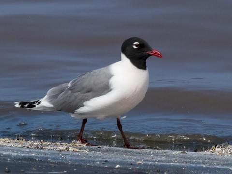 laughinggull