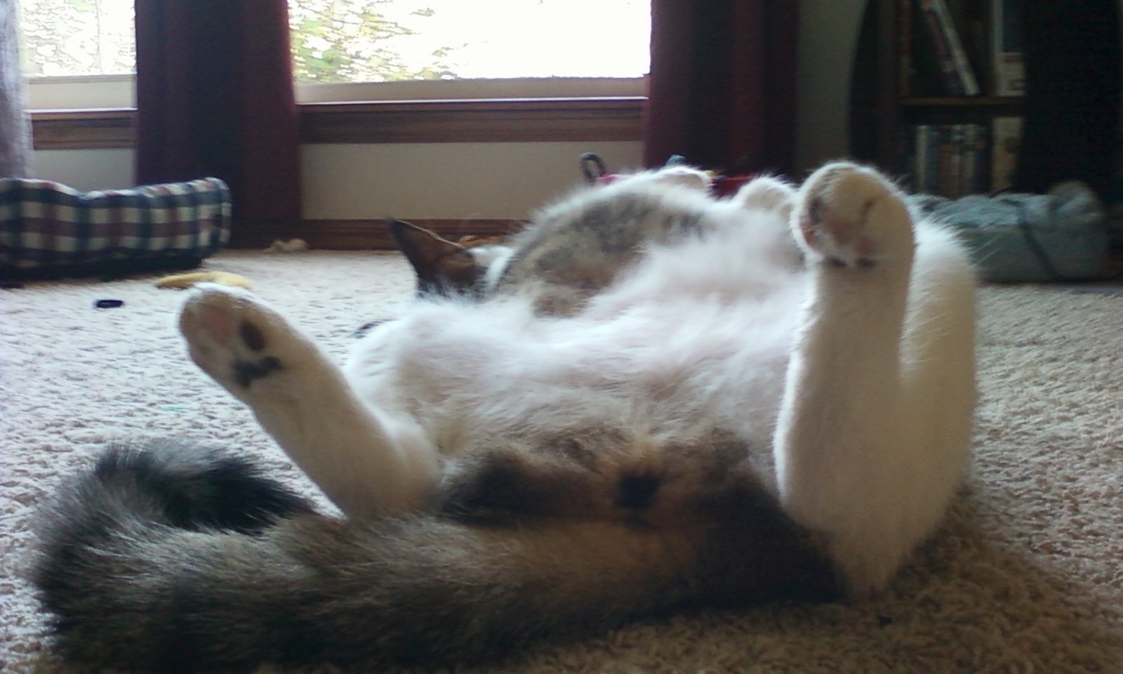 missouricatlady