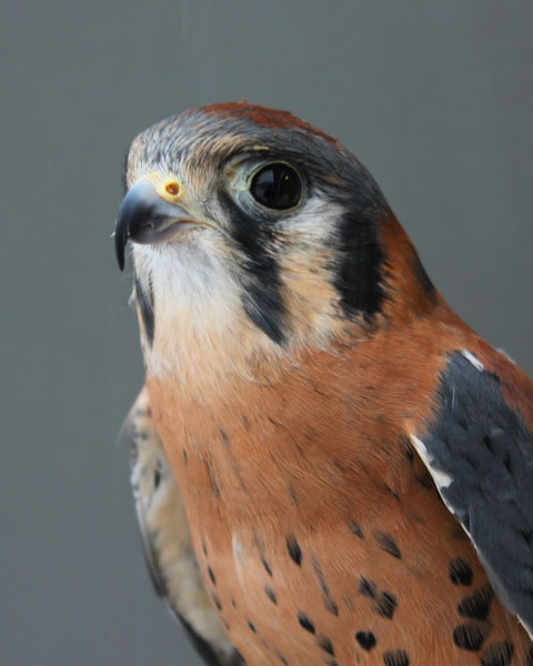 mkestrel