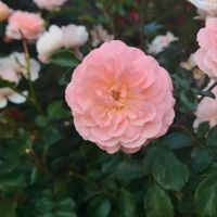 abridgerstoofar
